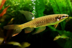 Copella arnold vagy jumping haracin